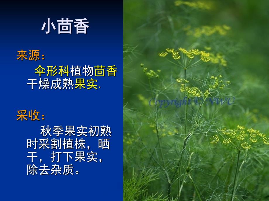 果实种子类中药的鉴定-小茴香、山茱萸、马钱子、枸杞.ppt_第1页