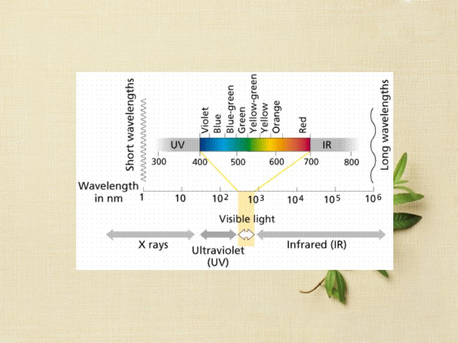 中国科学院大学植物生理学课件：植物生理学 第九章_第2页