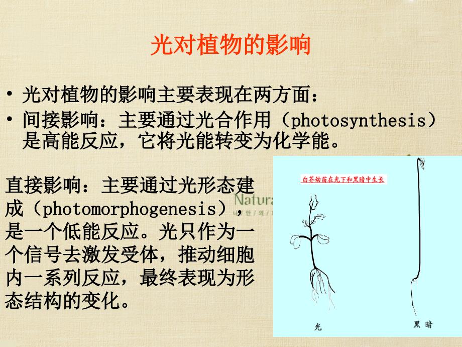 中国科学院大学植物生理学课件：植物生理学 第九章_第3页