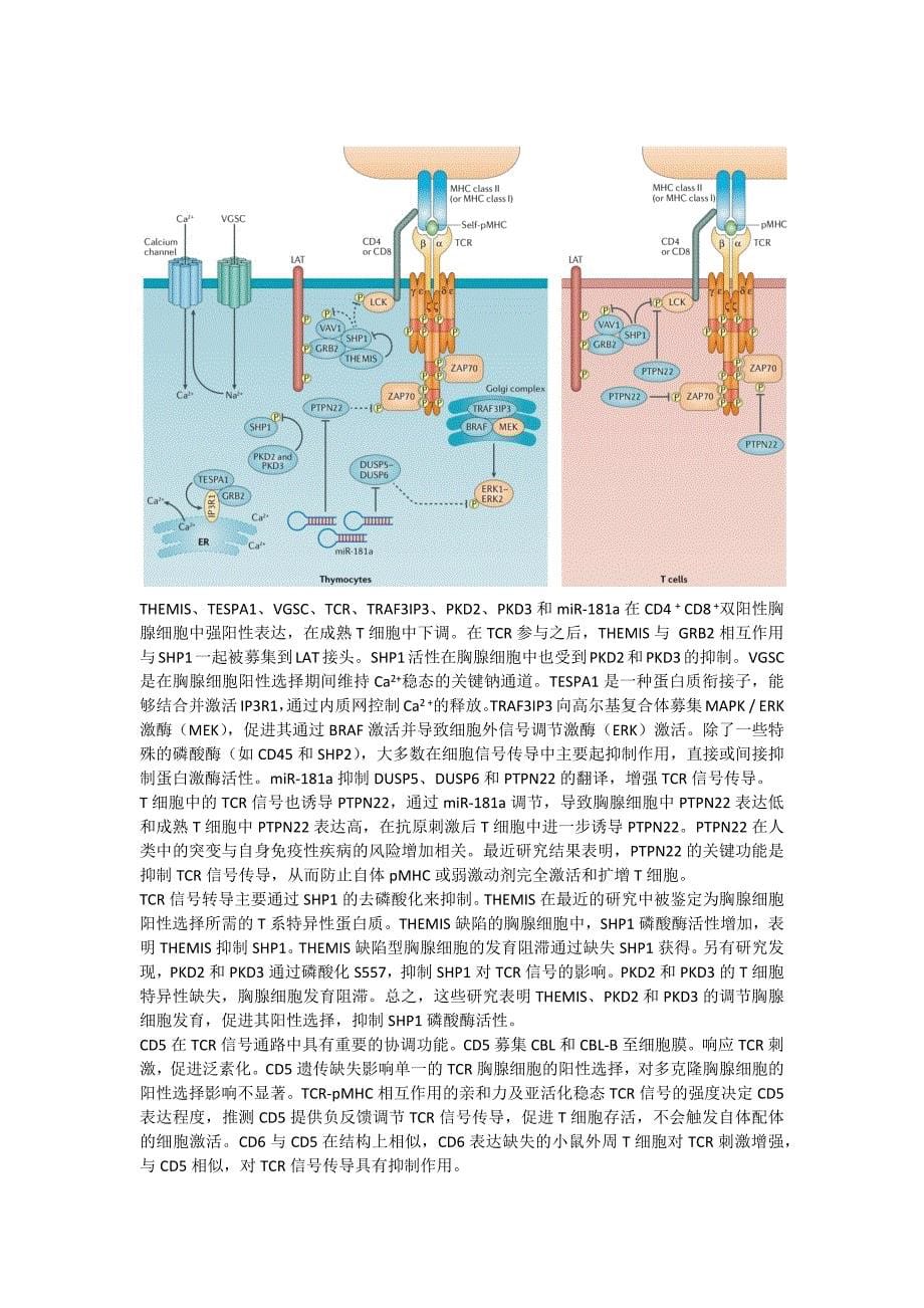 tcr细胞通路研究进展_第5页