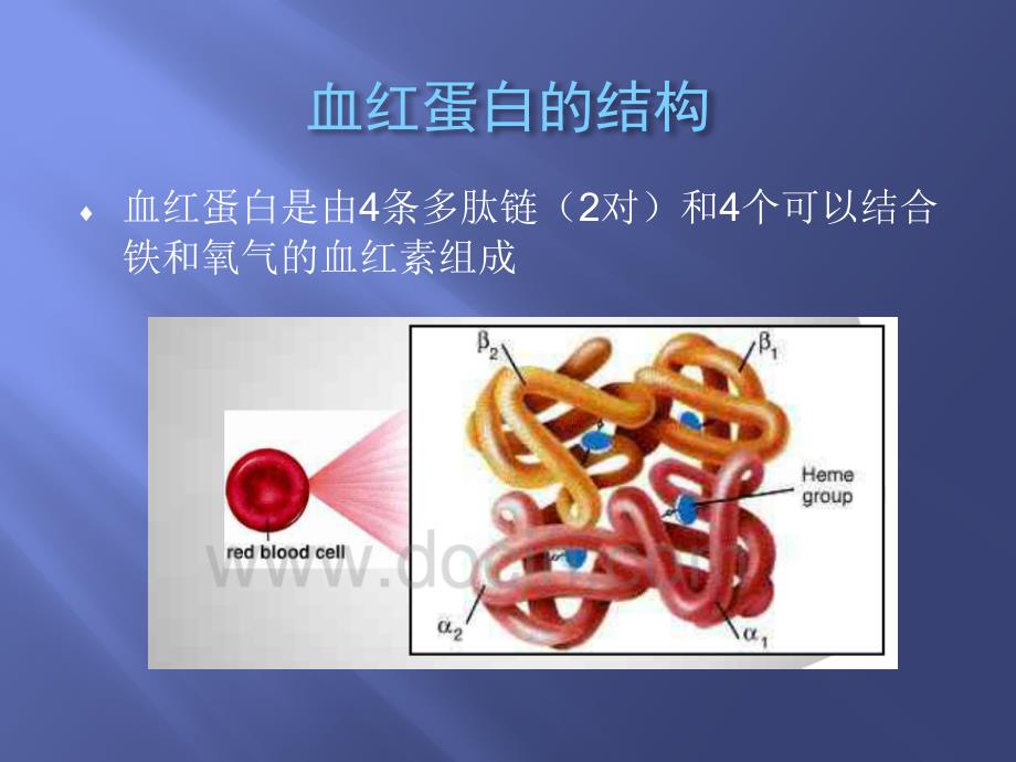 常见血红蛋白电泳图谱及临床应用.ppt_第2页