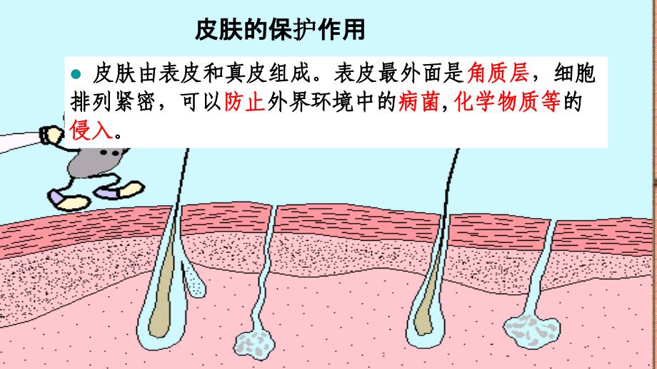 2013新人教版八年级生物下册二节免疫与计划免疫教程_第4页