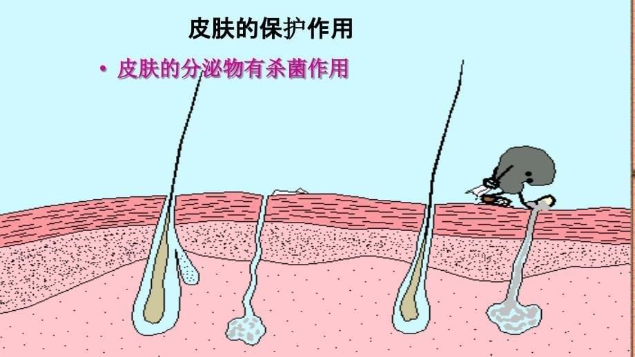 2013新人教版八年级生物下册二节免疫与计划免疫教程_第5页