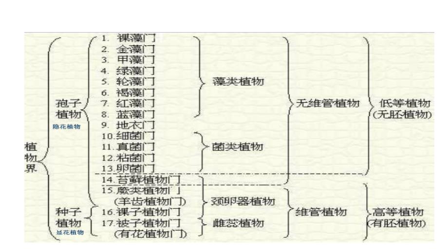 2013春植物学实验4菌类教程_第3页