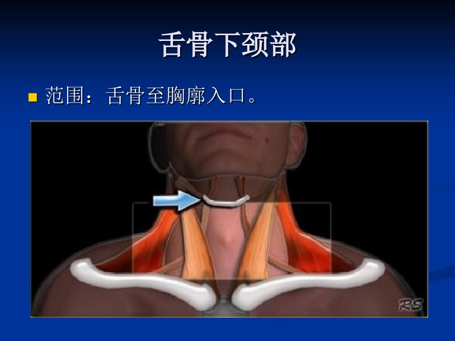 (舌骨下)颈部筋膜间隙——解剖与疾病诊断精讲_第2页