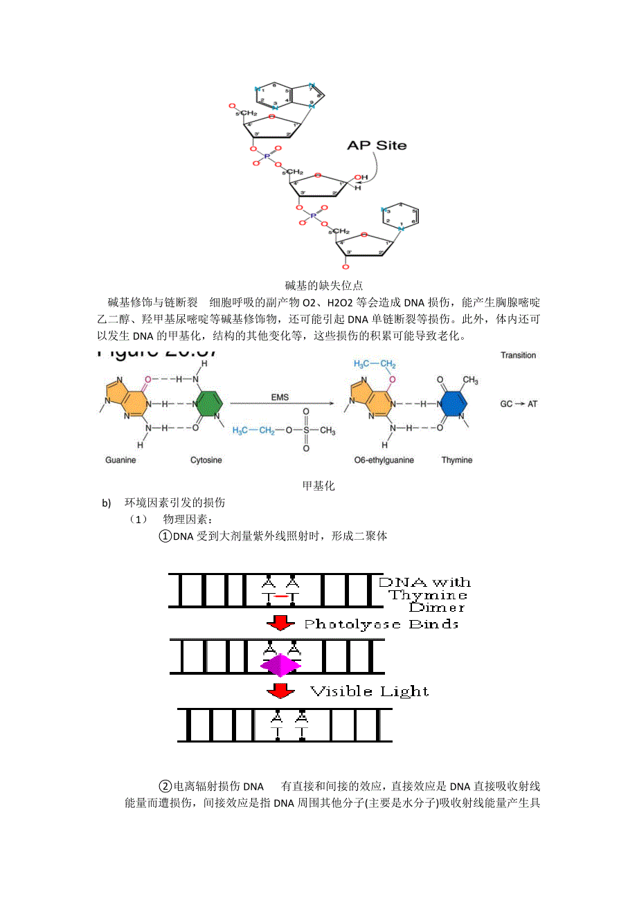 dna损伤与修复,主要的酶与途径_第2页