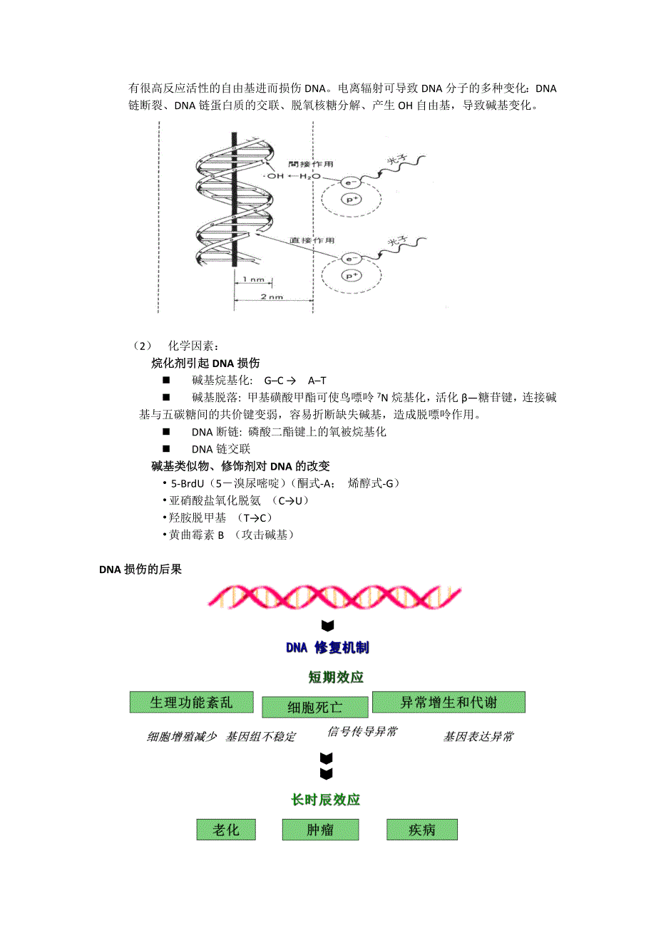 dna损伤与修复,主要的酶与途径_第3页
