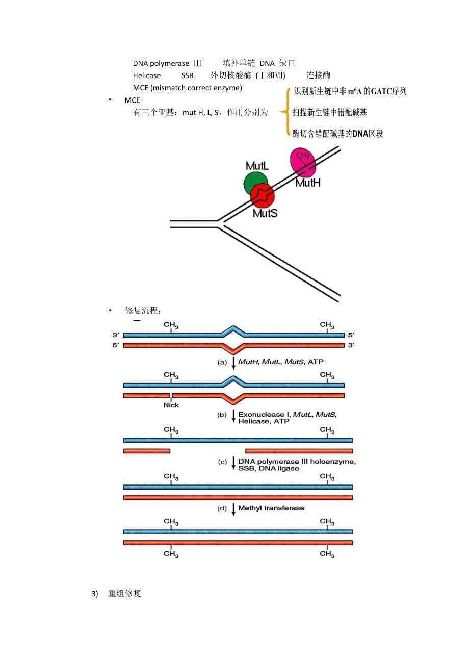 dna损伤与修复,主要的酶与途径_第5页