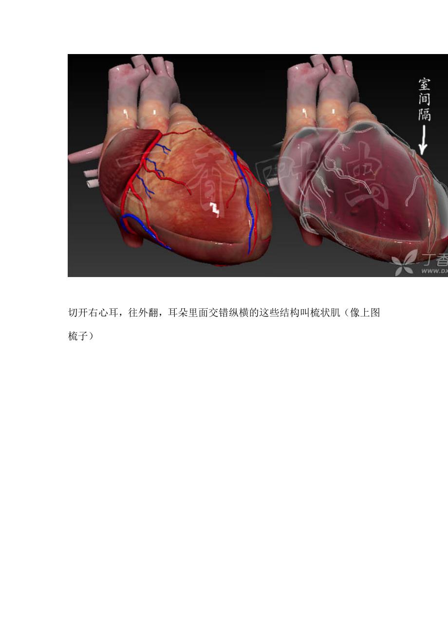 3D动画图解心脏大体解剖(医学专业必收藏).doc_第2页