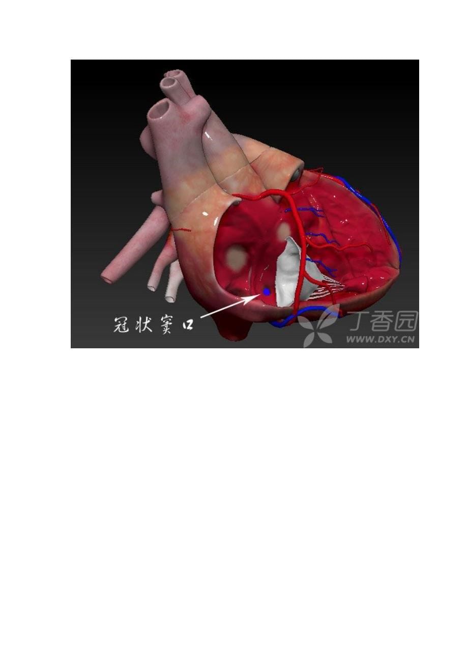 3D动画图解心脏大体解剖(医学专业必收藏).doc_第5页