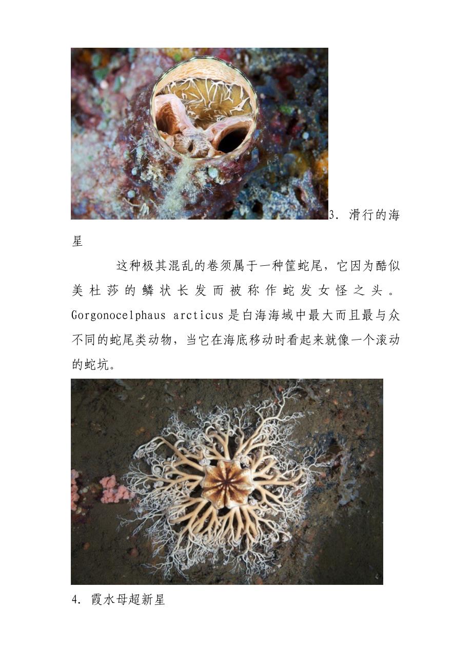 十八种最令人惊叹的美丽海洋生物.doc_第2页