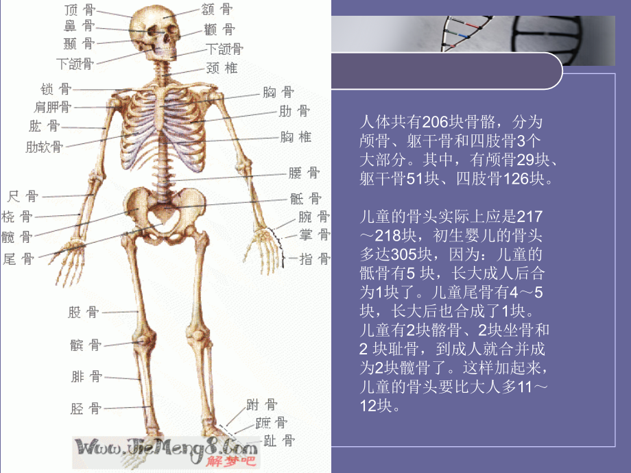 dr临床规范之摄影摆位规范_第3页