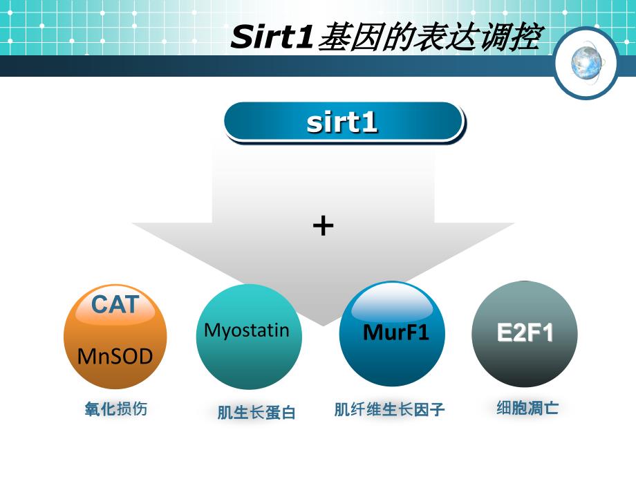 sirt1基因与m-tor通路的关系_第4页