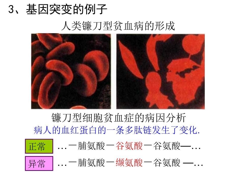 生物变异的来源课件幻灯片_第5页