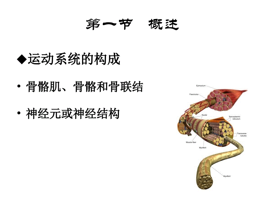 生理心理学第十章节运动幻灯片_第2页