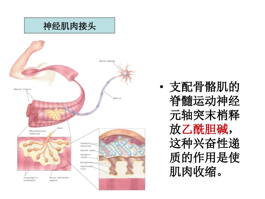 生理心理学第十章节运动幻灯片_第3页