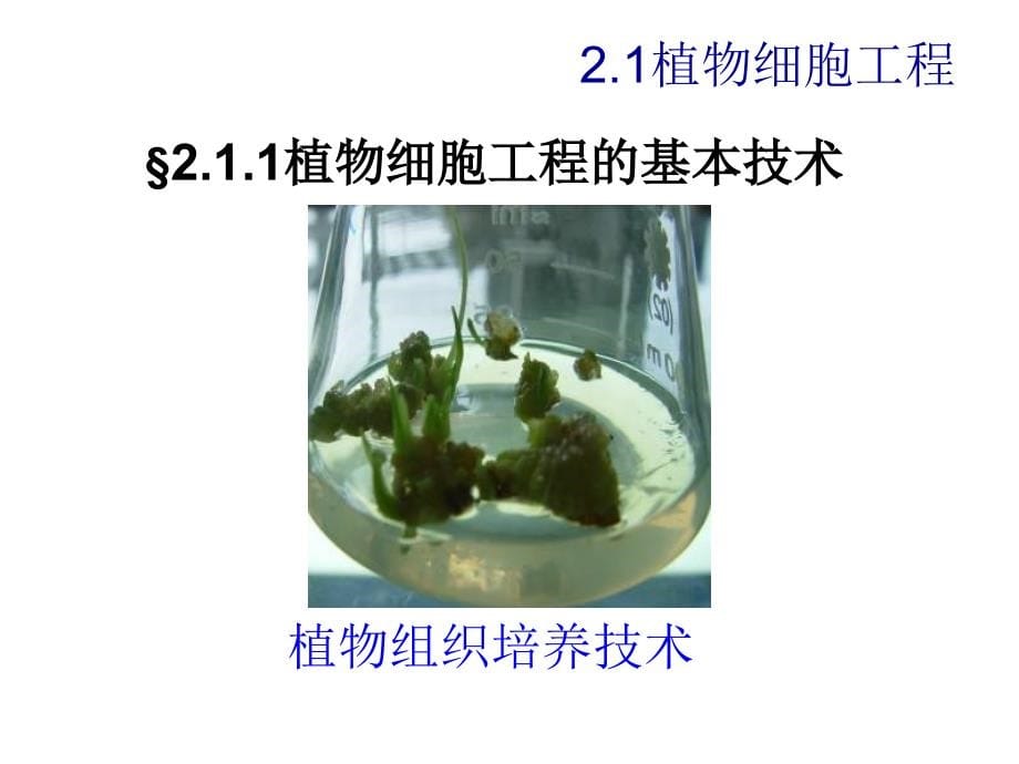生物选修三2.1植物细胞工程幻灯片_第5页