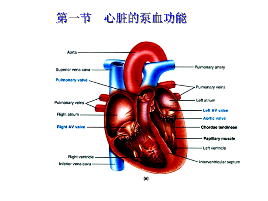 生理学课件_循环人卫第七版本课件幻灯片_第3页