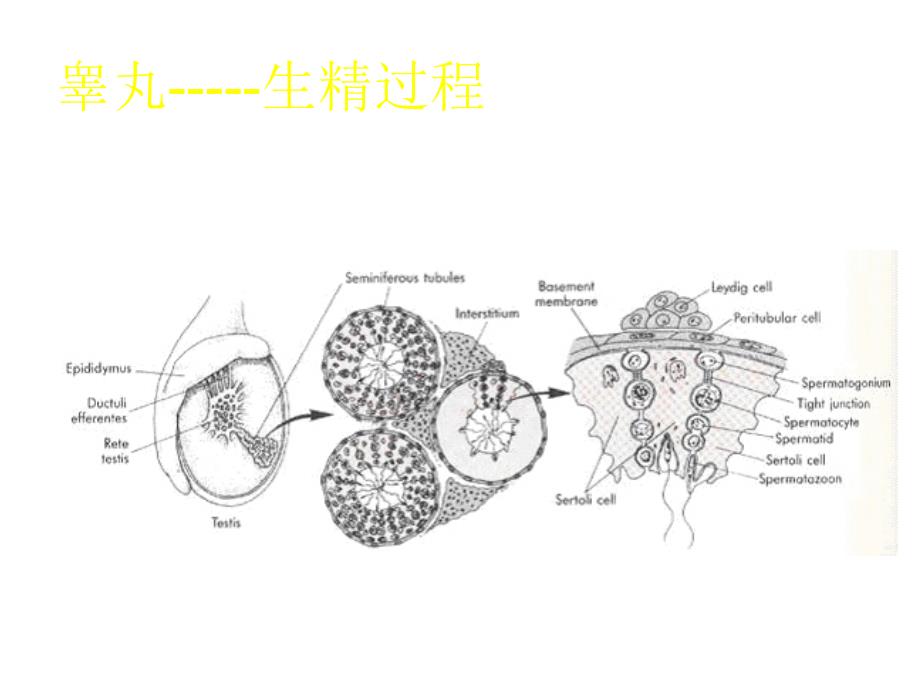 生理学生殖幻灯片_第4页