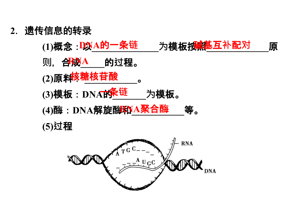 基因控制蛋白质的合成ppt课件_第4页