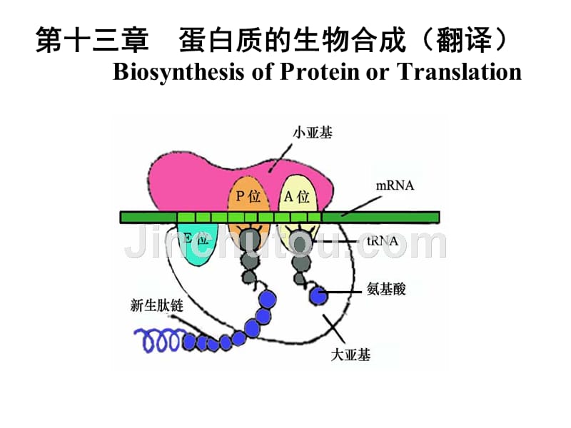 生物化学蛋白质的生物合成幻灯片_第1页