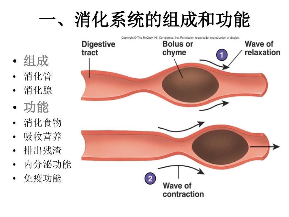 生理学之消化系统幻灯片_第4页