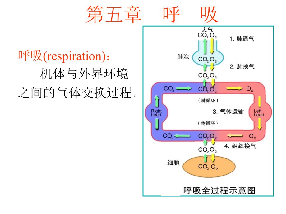 生理学课件呼吸幻灯片_第1页