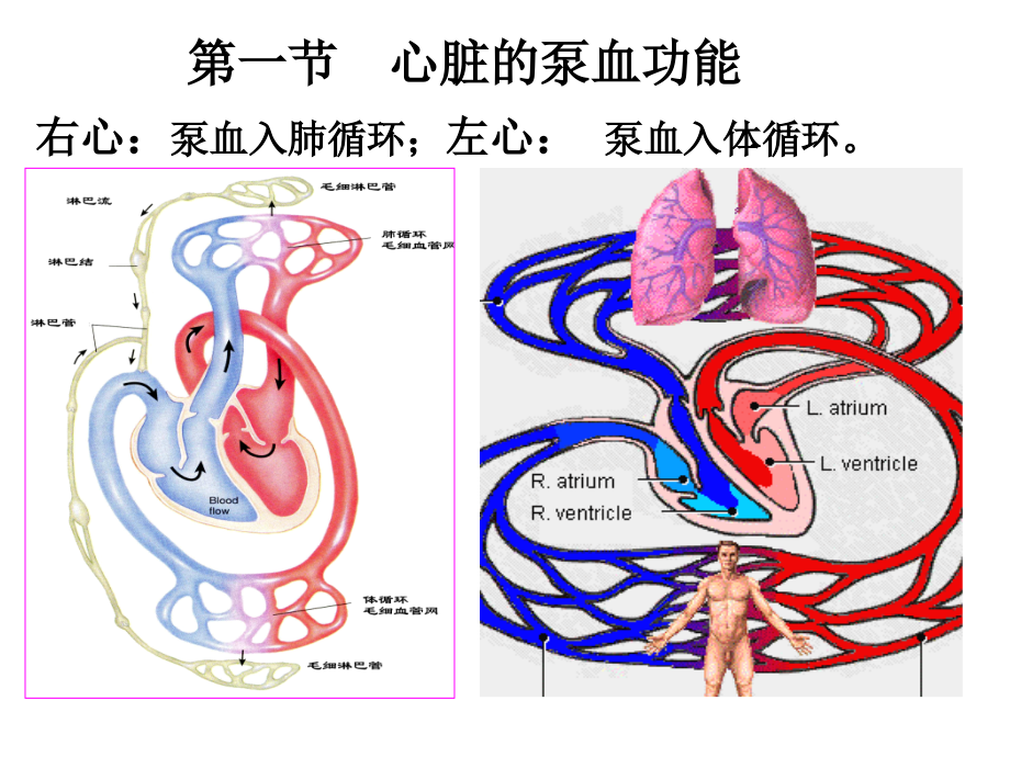 生理学人教第七版第四章节血液循环幻灯片_第2页