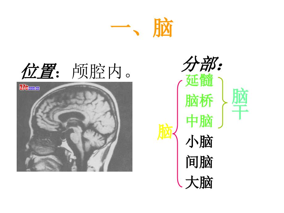 生理课件脑脑神经幻灯片_第2页