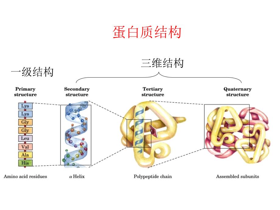 生物化学5-2习题课幻灯片_第3页