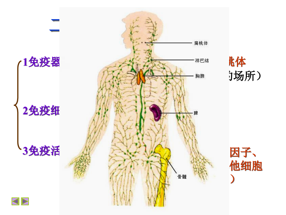 生物：2.4免疫调节shangke幻灯片_第4页