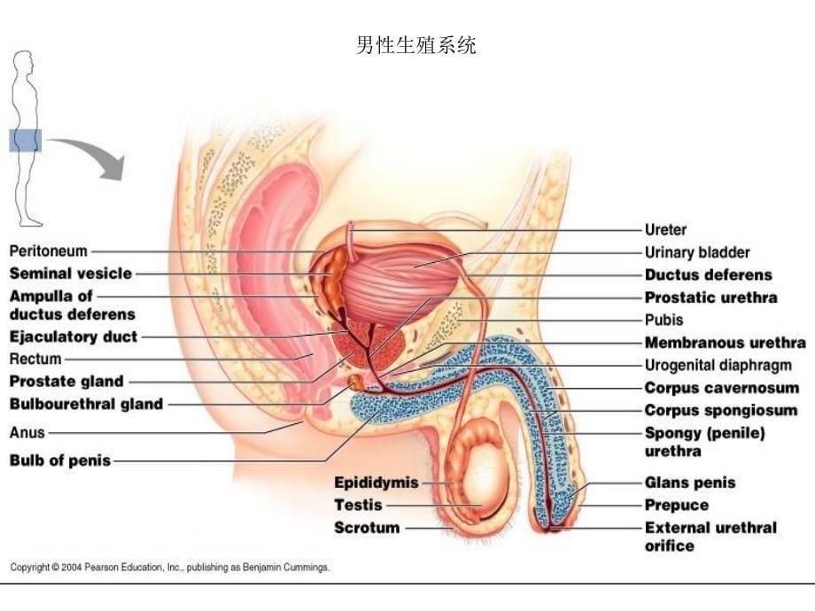 生理学__生殖幻灯片_第5页