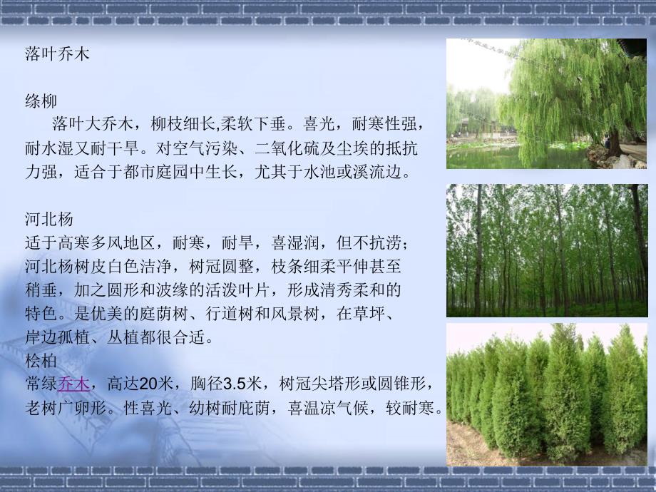 石家庄本地适宜种植物资料_第4页