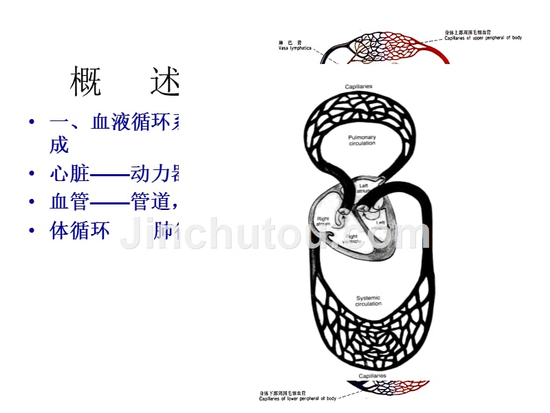 第三章节血液循环幻灯片_第2页