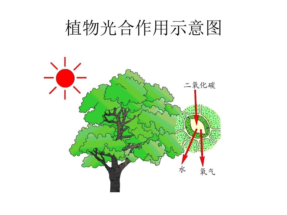 第二章节生理生态学-光因子幻灯片_第3页