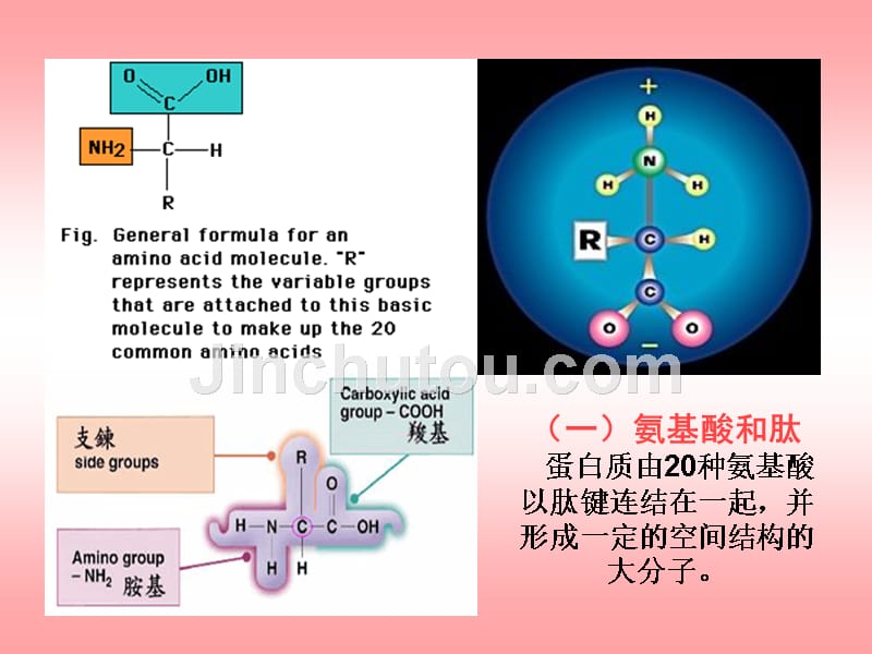 营养学基础.._第5页