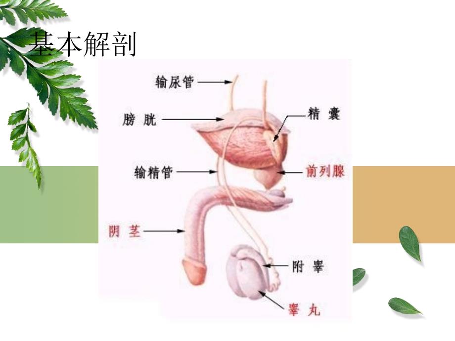 睾丸切除术_第3页