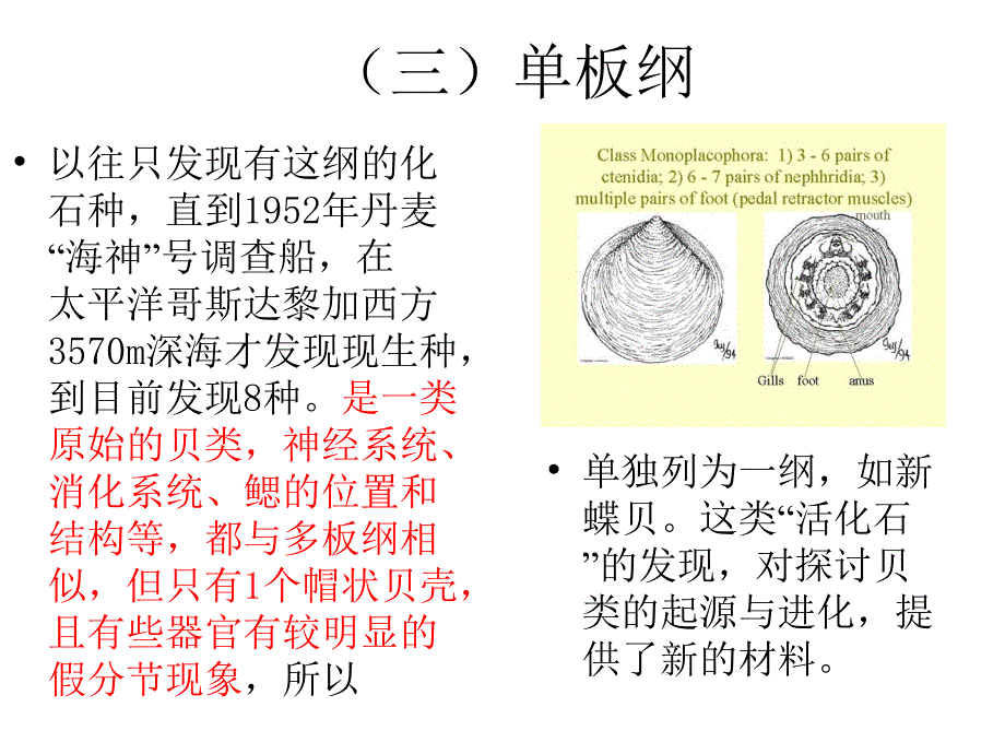 第一章节贝类的外部形态和内部形态构造幻灯片_第4页