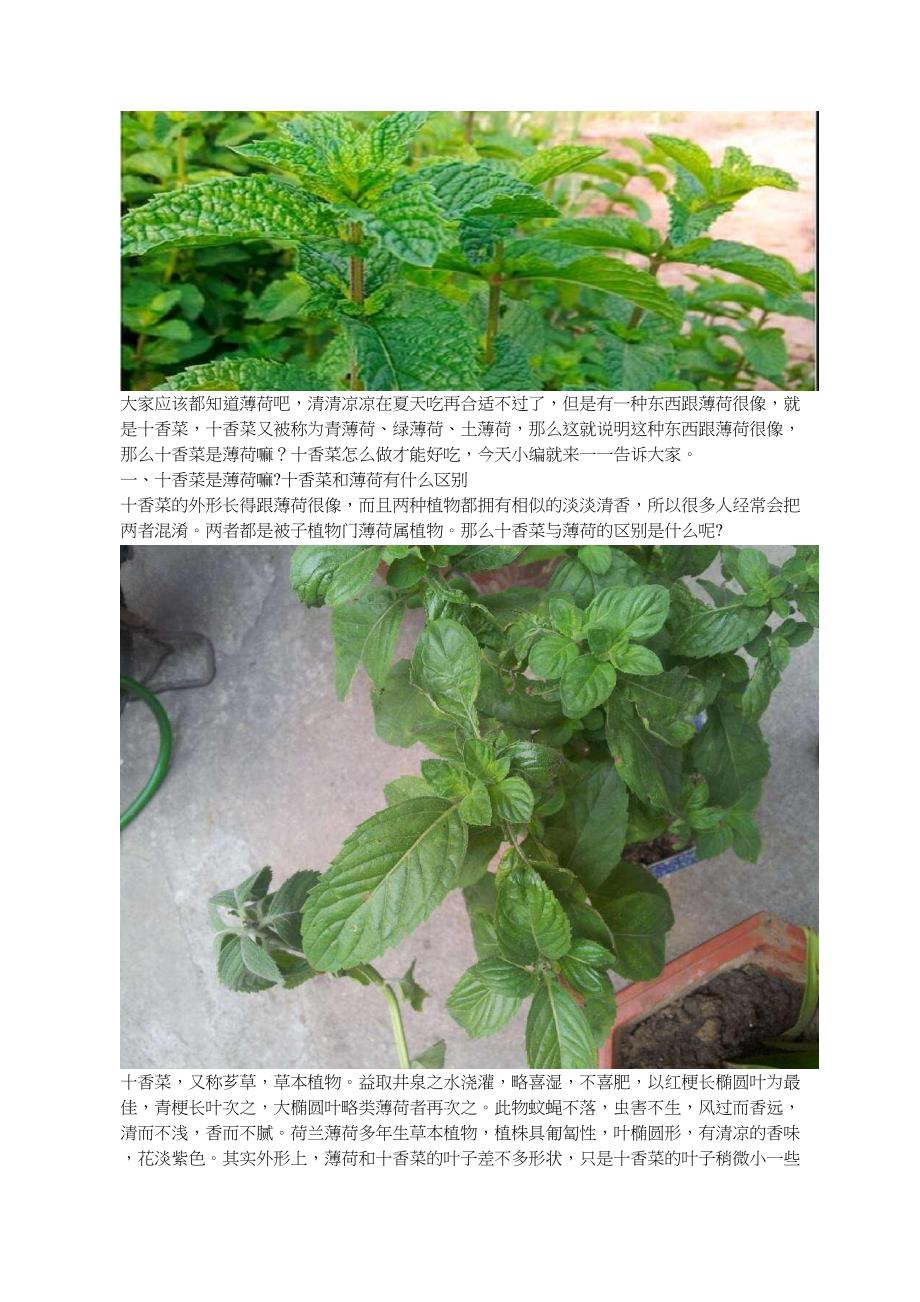 十香菜和薄荷的区别_第1页