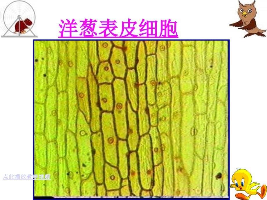 七年级生物上册-观察植物细胞课件_第5页