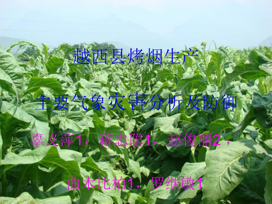 越西县烤烟生产主要气象灾害分析及防御课件_第1页