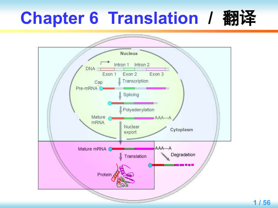 英汉对照分子生物学导论 教学课件 ppt 作者 [美]西尔维恩 W.勒潘 王勇 编著Chapter 6_第1页