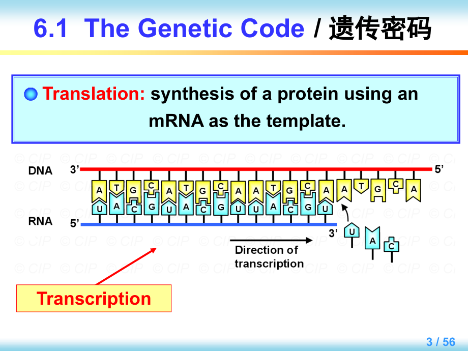 英汉对照分子生物学导论 教学课件 ppt 作者 [美]西尔维恩 W.勒潘 王勇 编著Chapter 6_第3页