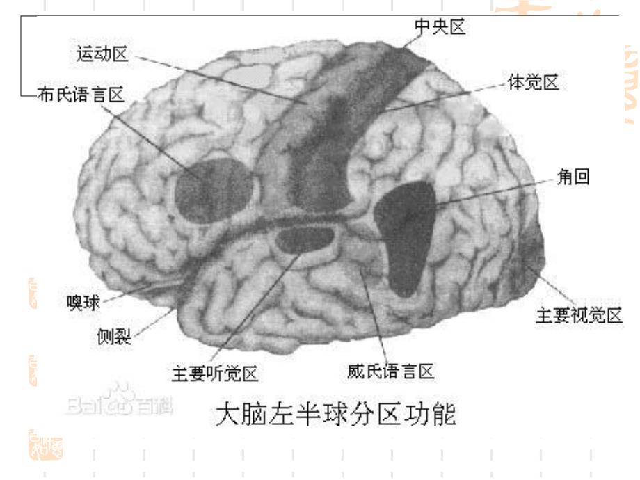 5.语言和大脑language_and_brain_第3页
