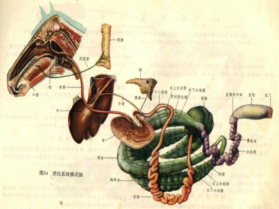 畜禽解剖与组织胚胎学 教学课件 ppt 作者 闫毓秀 主编 胡格 吴建云 副主编第五章 消化系统_第3页