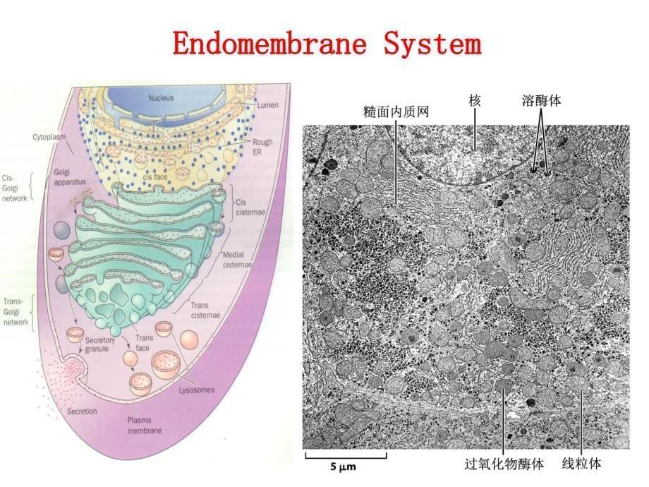 细胞生物学 教学课件 ppt 作者 李瑶 主编第5章 细胞内膜系统 上课件_第5页