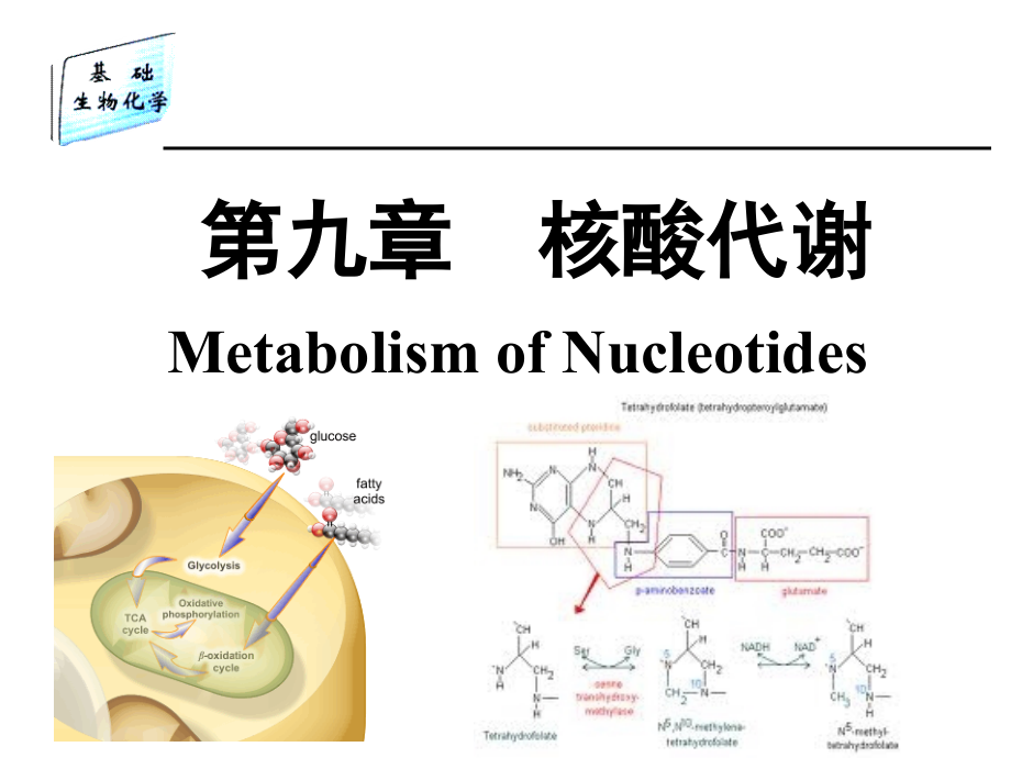 生物化学基础 教学课件 ppt 作者 靳利娥 刘玉香 秦海峰 谢鲜梅 等编第9章2 核酸代谢_第1页