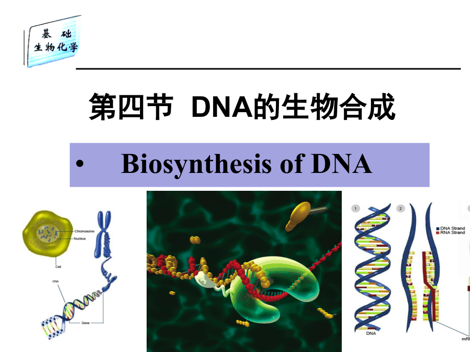 生物化学基础 教学课件 ppt 作者 靳利娥 刘玉香 秦海峰 谢鲜梅 等编第9章2 核酸代谢_第2页