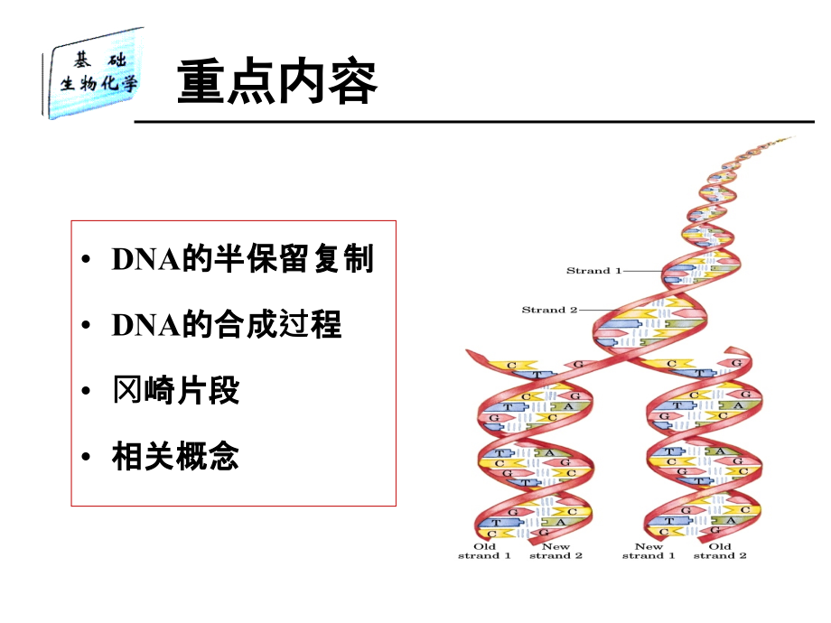 生物化学基础 教学课件 ppt 作者 靳利娥 刘玉香 秦海峰 谢鲜梅 等编第9章2 核酸代谢_第3页