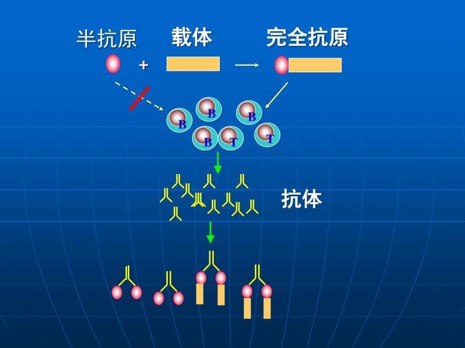 食品免疫学 教学课件 ppt 作者 胥传来 主编 金征宇 副主编kj2_第5页